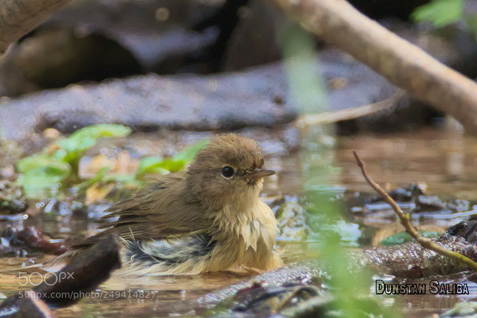Canon EOS 80D sample photo. Afternoon bath... photography