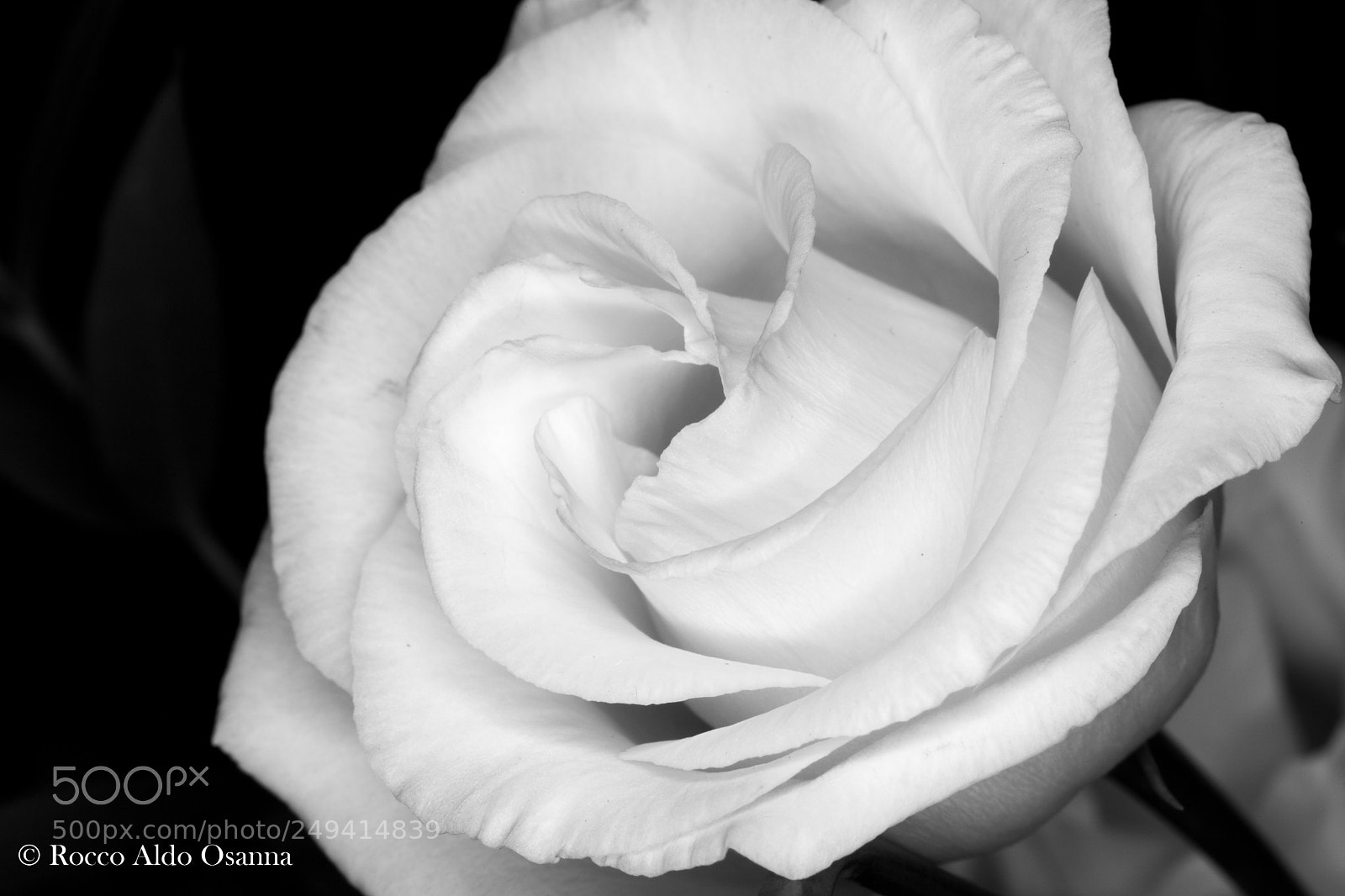 Canon EOS 6D Mark II sample photo. Lisianthus photography