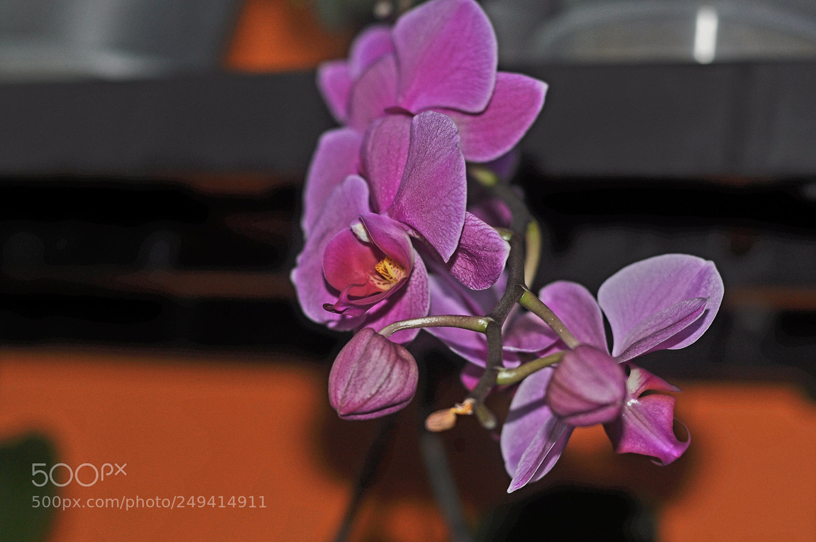 Nikon D5000 sample photo. Untitled photography
