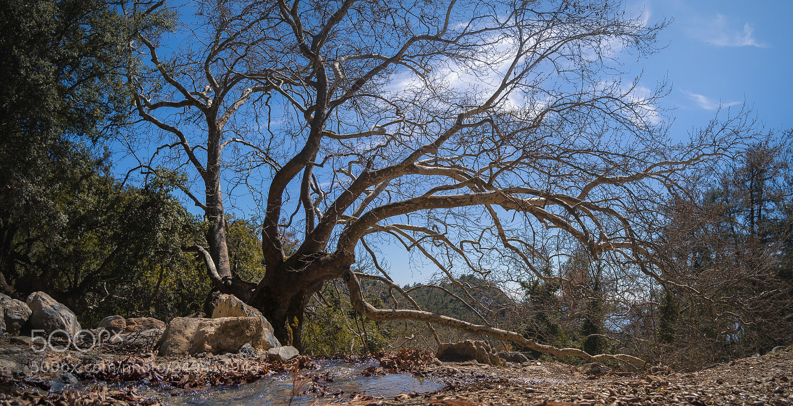 Nikon D3100 sample photo. Old tree in the photography