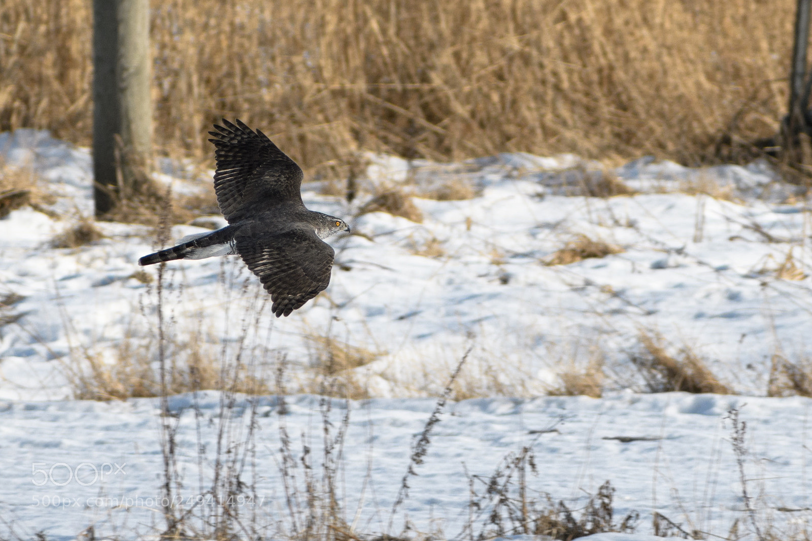Nikon D500 sample photo. Northern goshawk photography