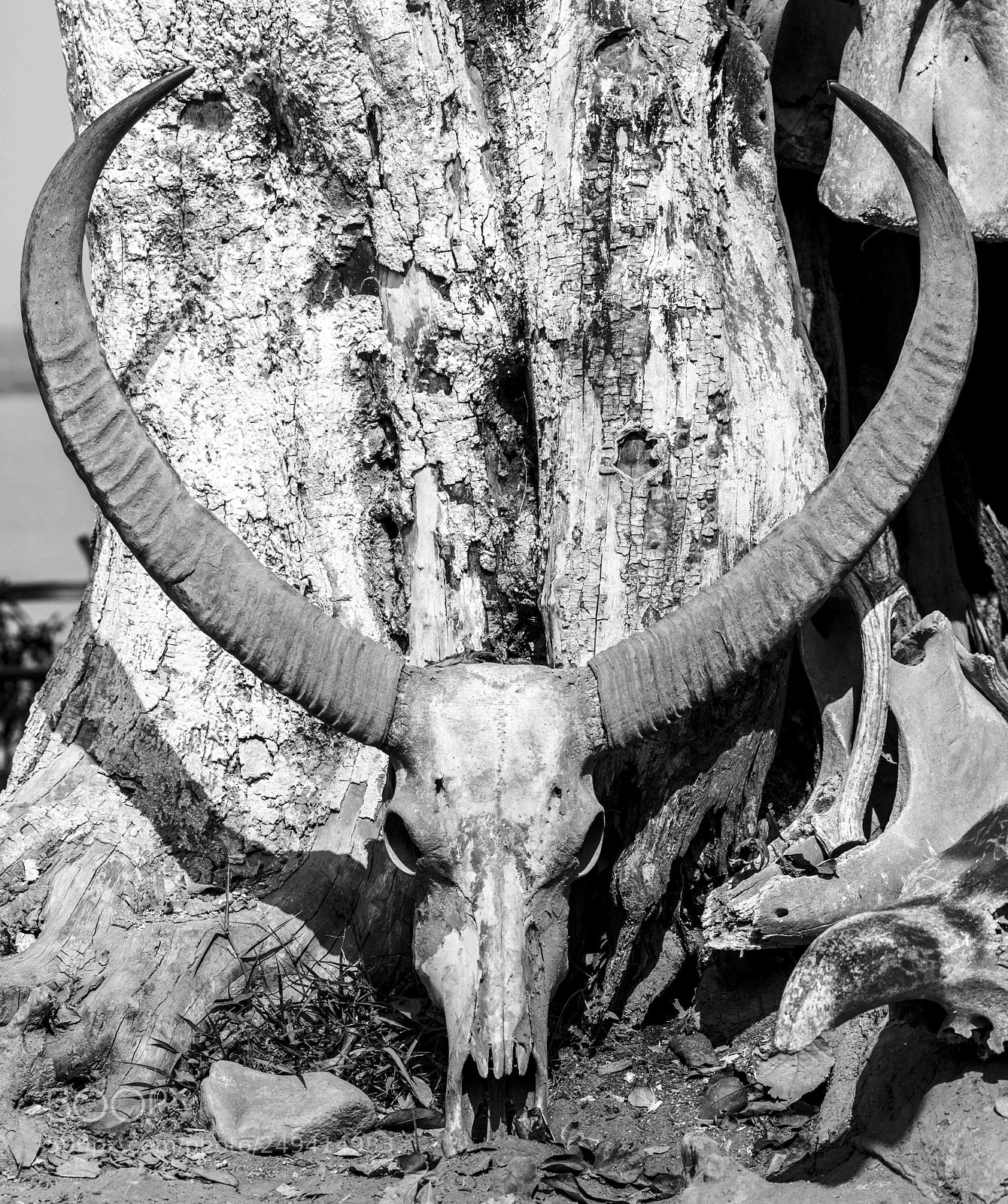 Canon EOS 5DS sample photo. Skull and bones photography