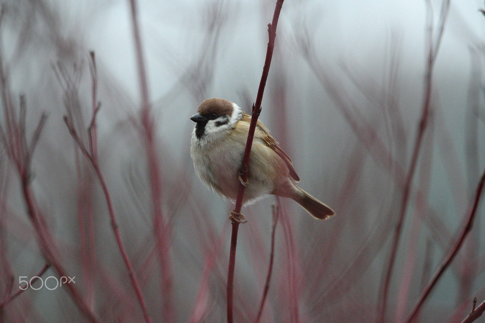 Nikon AF-S Nikkor 200-500mm F5.6E ED VR sample photo. Mr sparrow photography