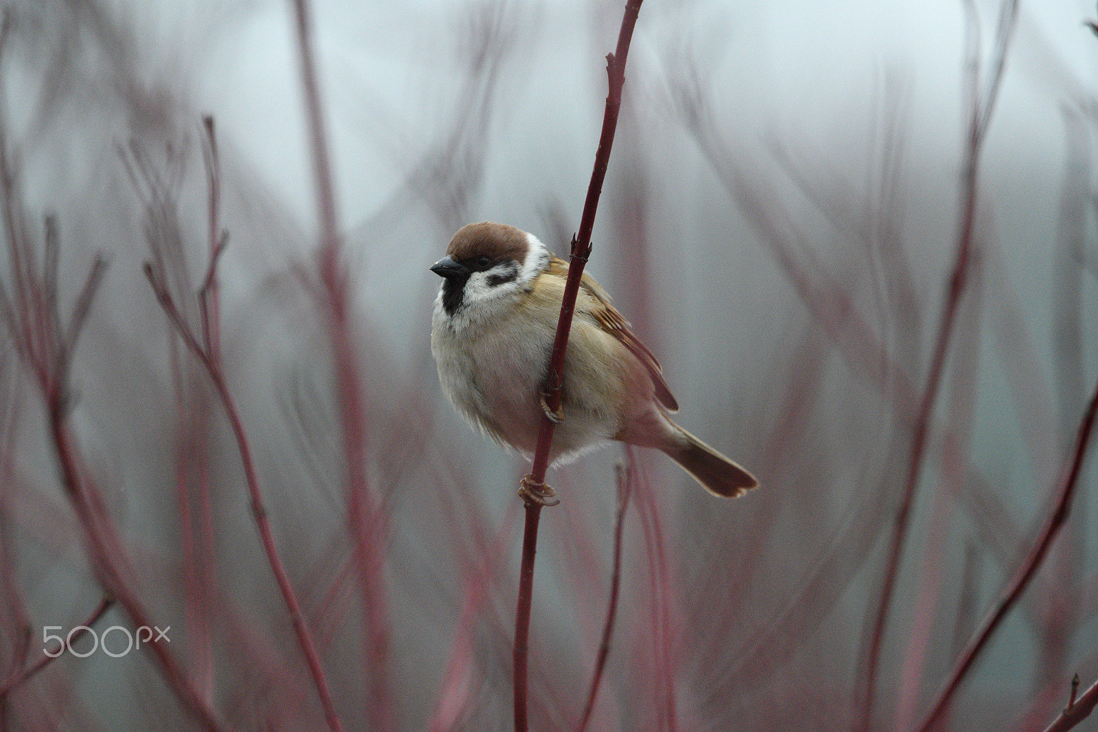 Nikon D850 + Nikon AF-S Nikkor 200-500mm F5.6E ED VR sample photo. Mr sparrow photography