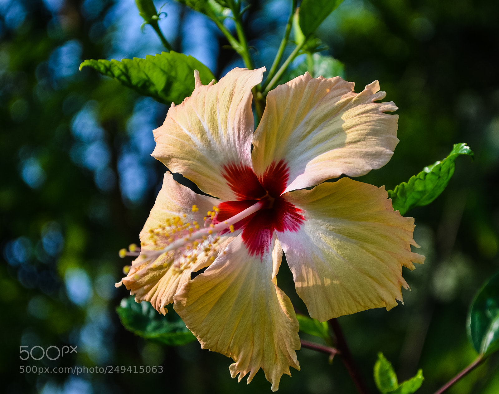 Nikon D5100 sample photo. Hibiscus flower. photography