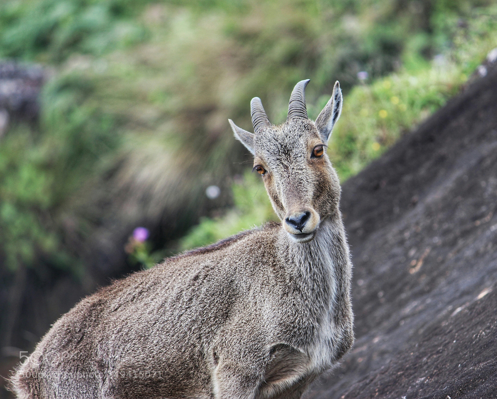 Canon EOS 700D (EOS Rebel T5i / EOS Kiss X7i) sample photo. Ibex photography