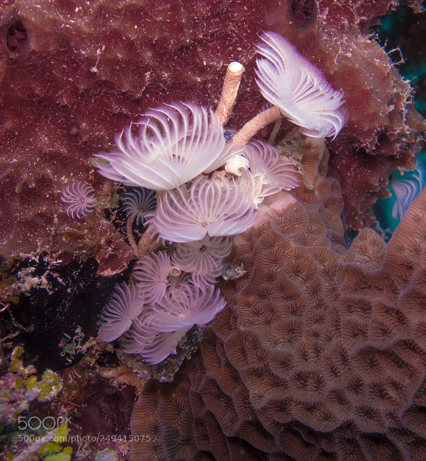 Sony Cyber-shot DSC-RX100 III sample photo. Scuba in the mexican photography