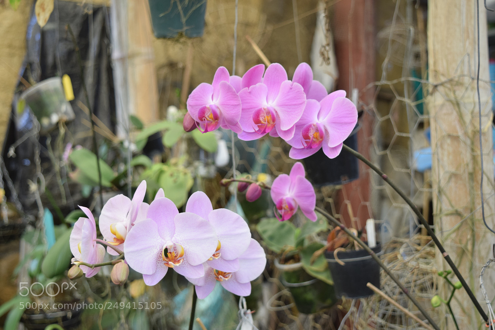 Nikon D5300 sample photo. Dsc photography