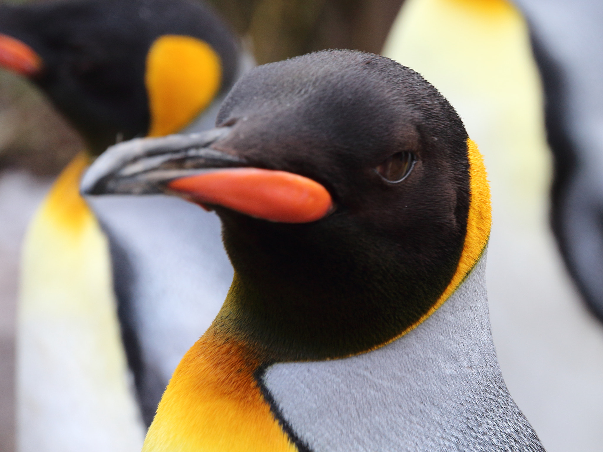 Canon EOS 1200D (EOS Rebel T5 / EOS Kiss X70 / EOS Hi) sample photo. King penguin photography