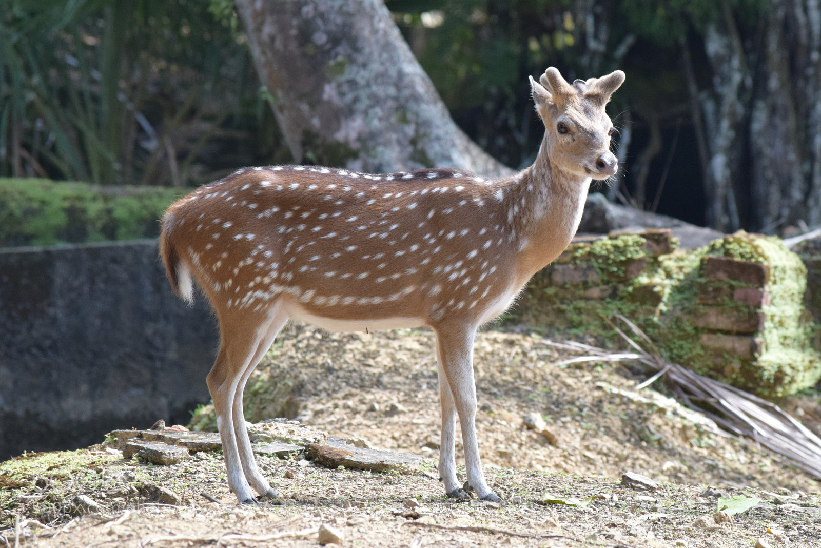 Nikon D3300 sample photo. Wildlife photography