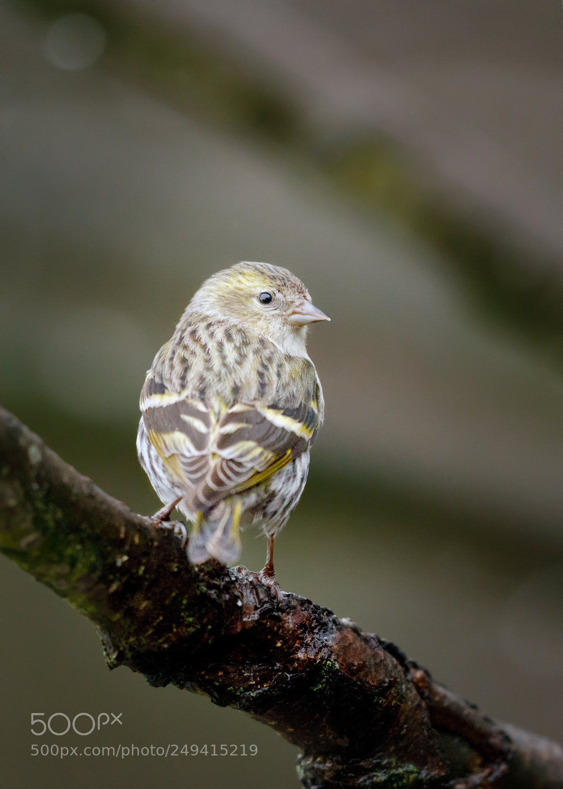 Canon EOS 5D Mark IV sample photo. Siskin photography