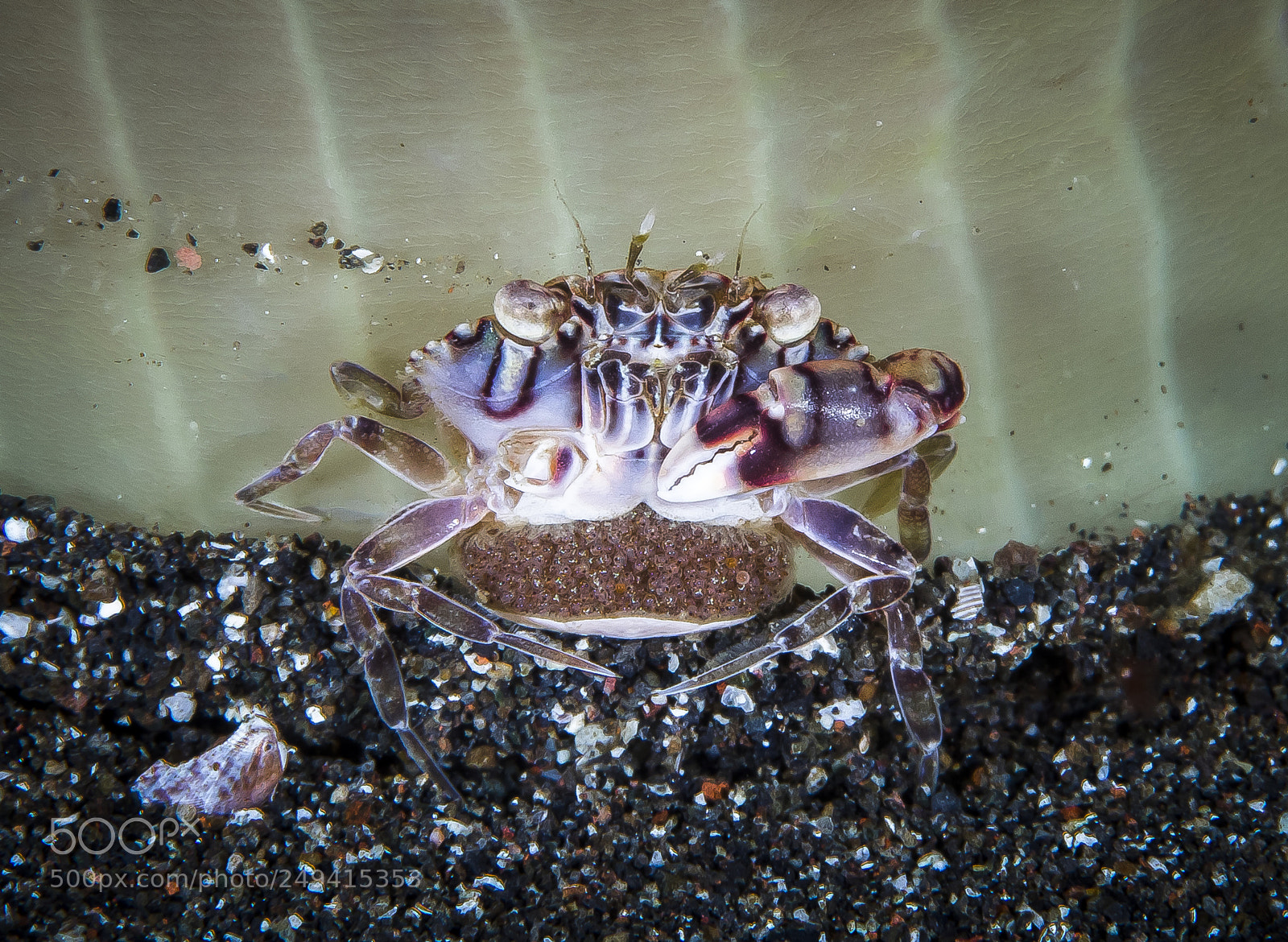 Canon EOS 5D Mark IV sample photo. Crustacea with eggs photography