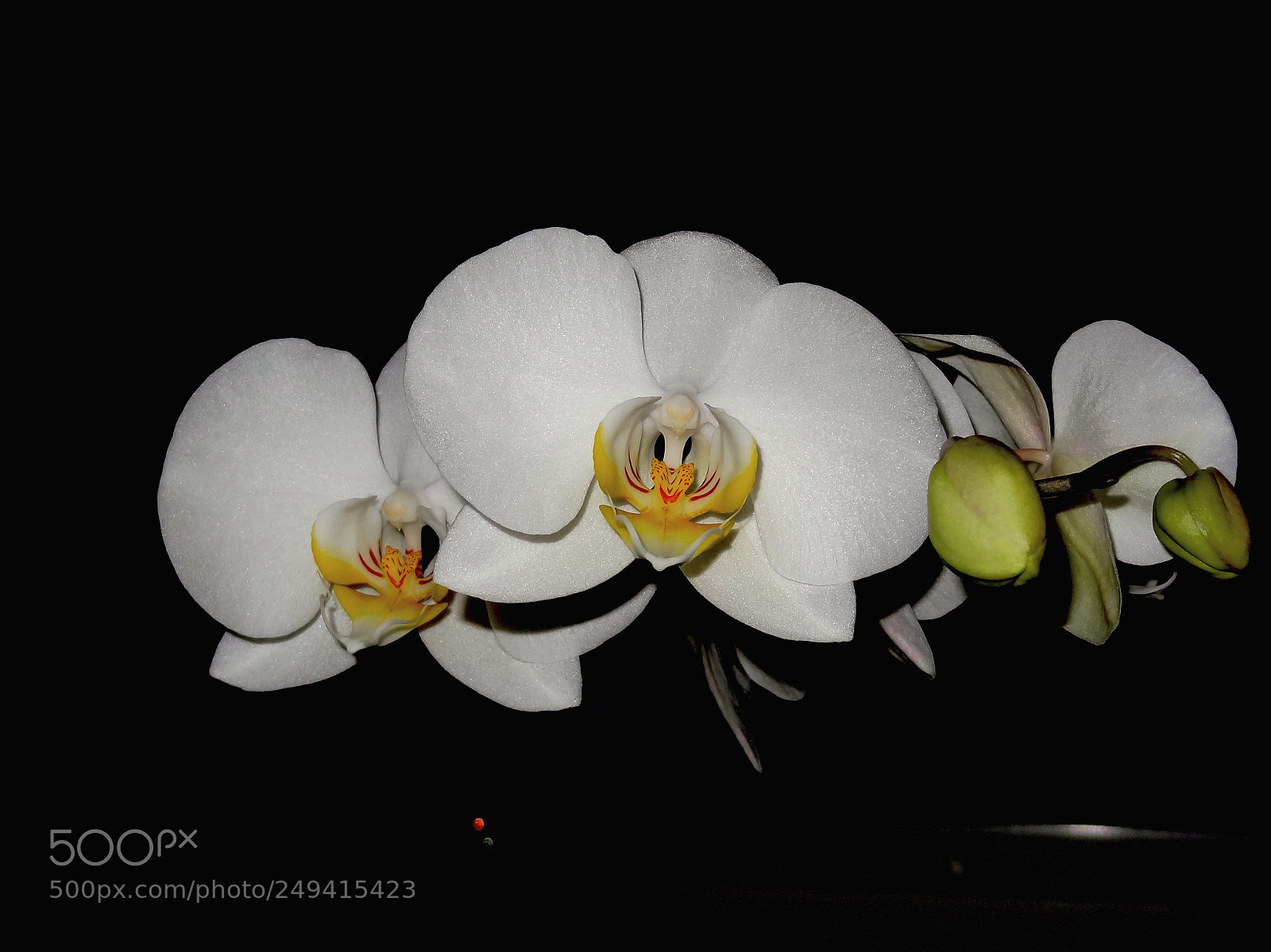 Sony Cyber-shot DSC-HX9V sample photo. Orchids photography