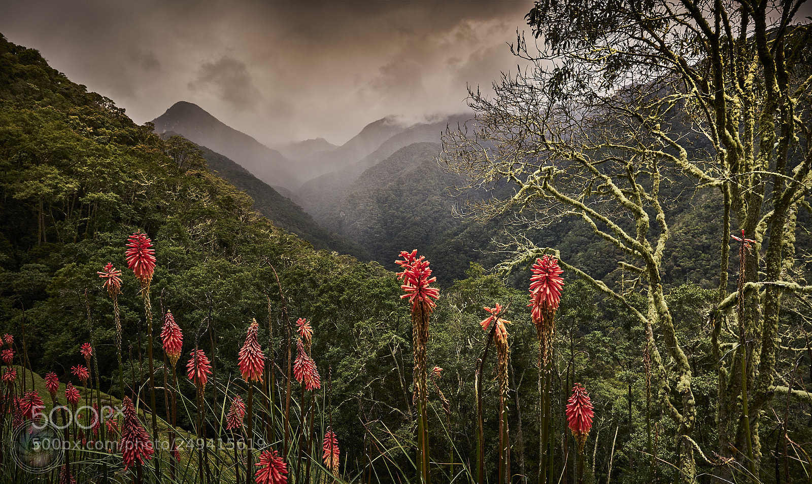 Sony a7R II sample photo. Flowered valley photography