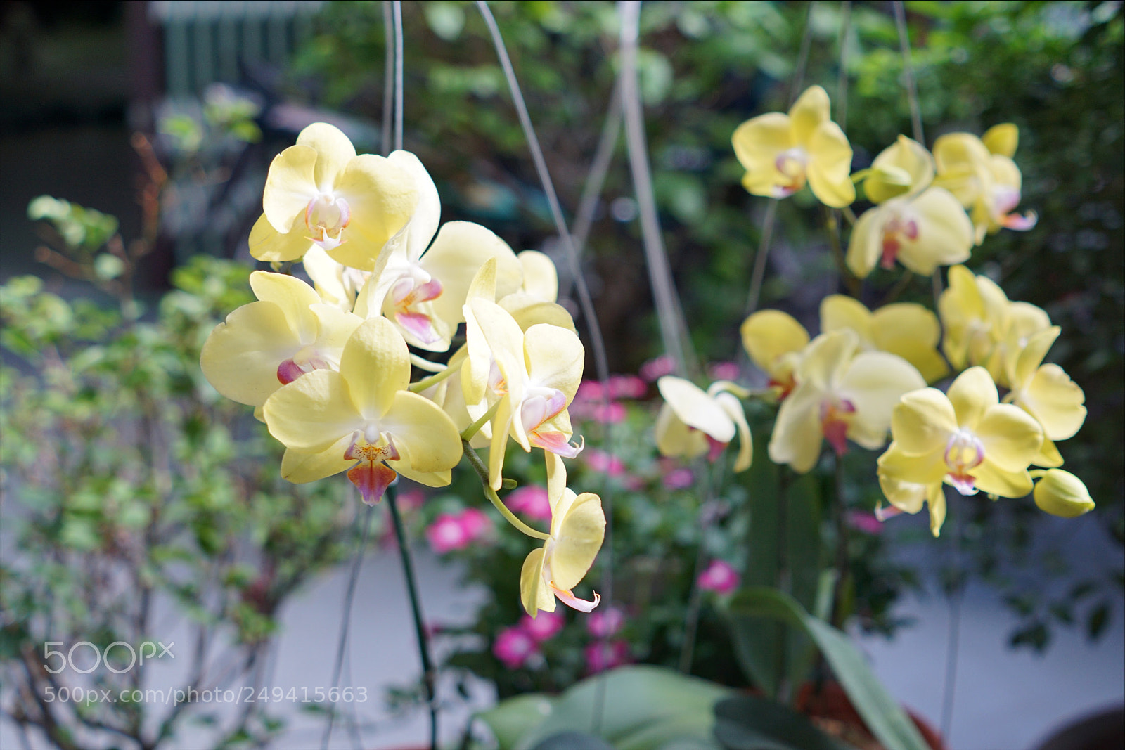 Sony a6000 sample photo. My father s orchid photography