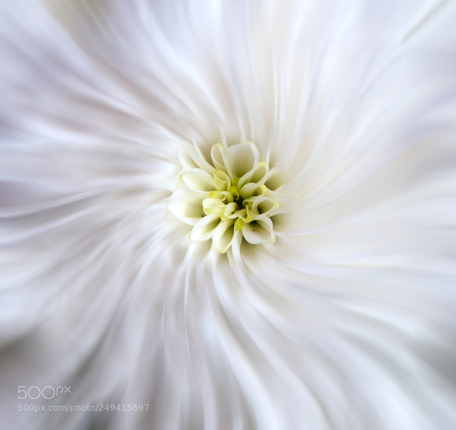 Nikon D300 sample photo. White mum photography