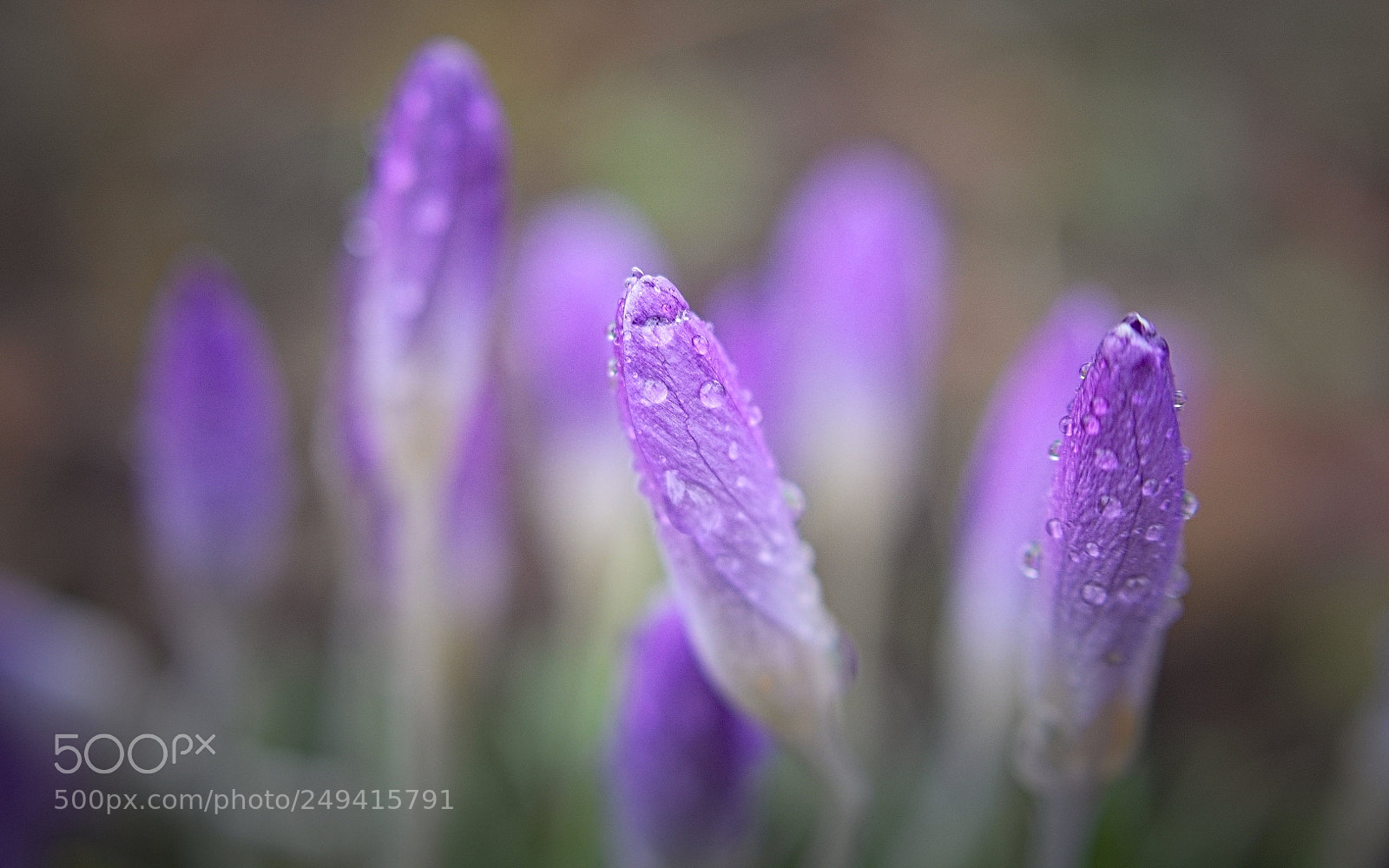 Olympus PEN E-PL5 sample photo. Tears of spring photography