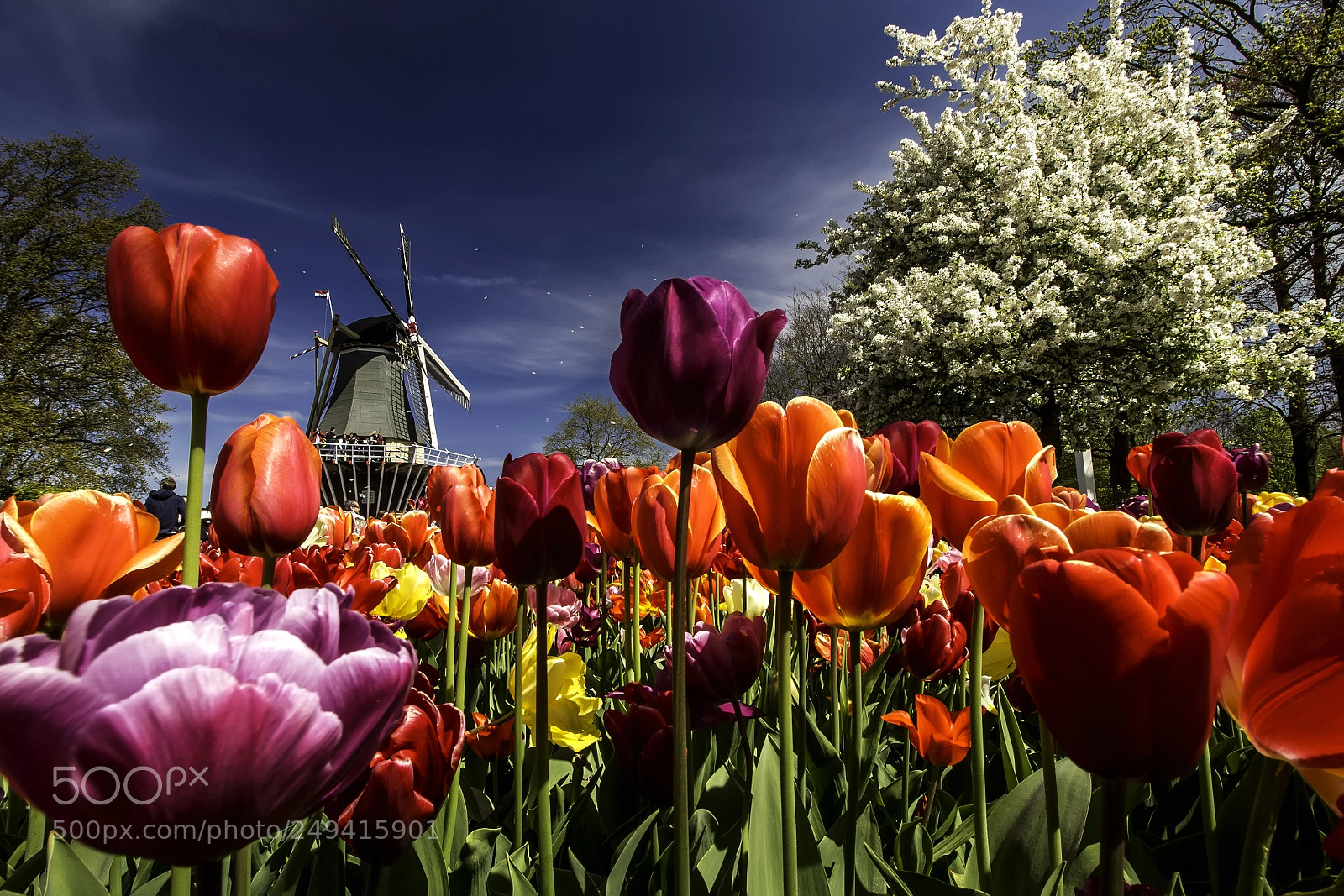 Canon EOS 7D sample photo. Windmill in keukenhof photography