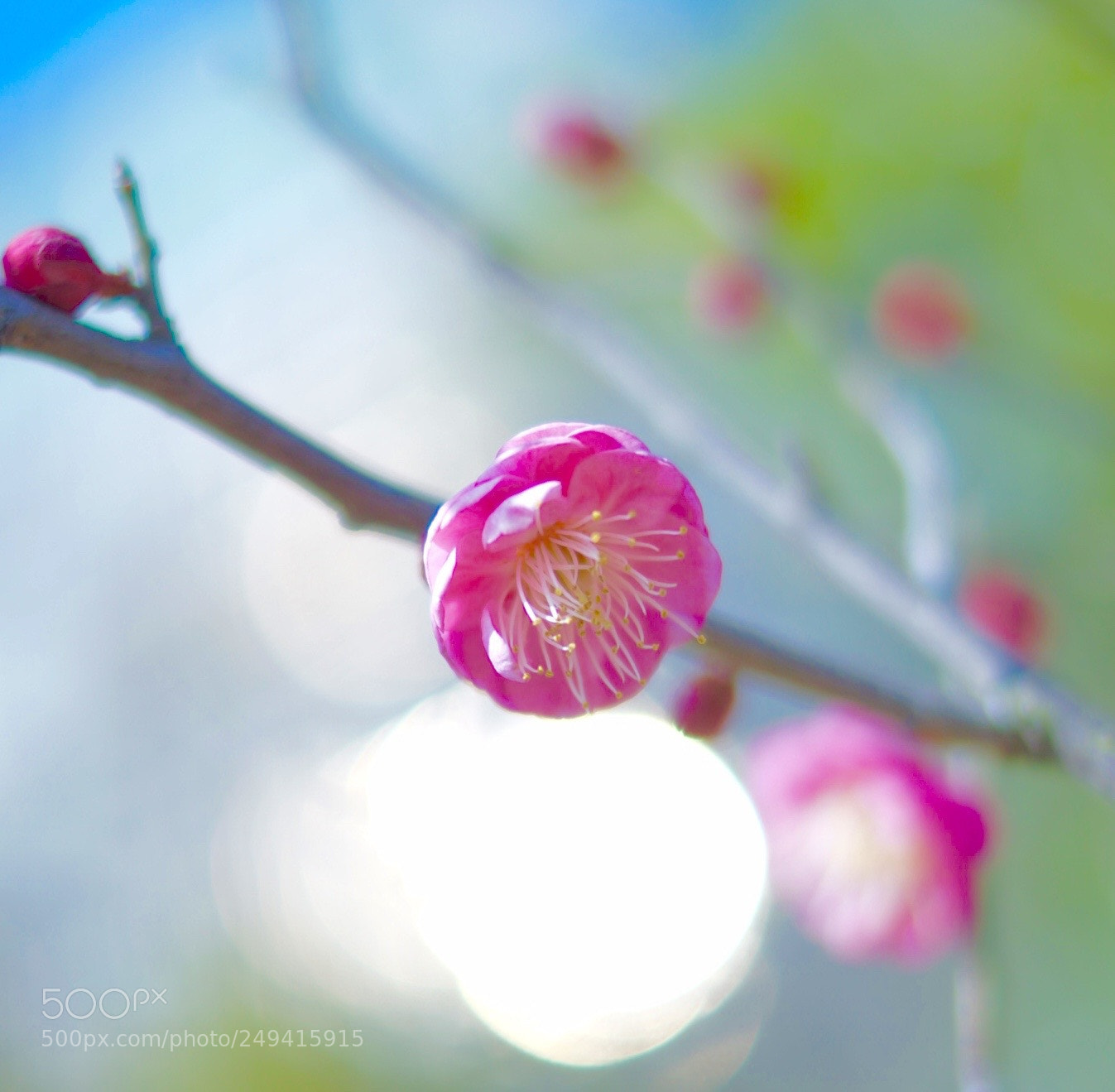 Sony SLT-A57 sample photo. Wintersweet in the sun photography