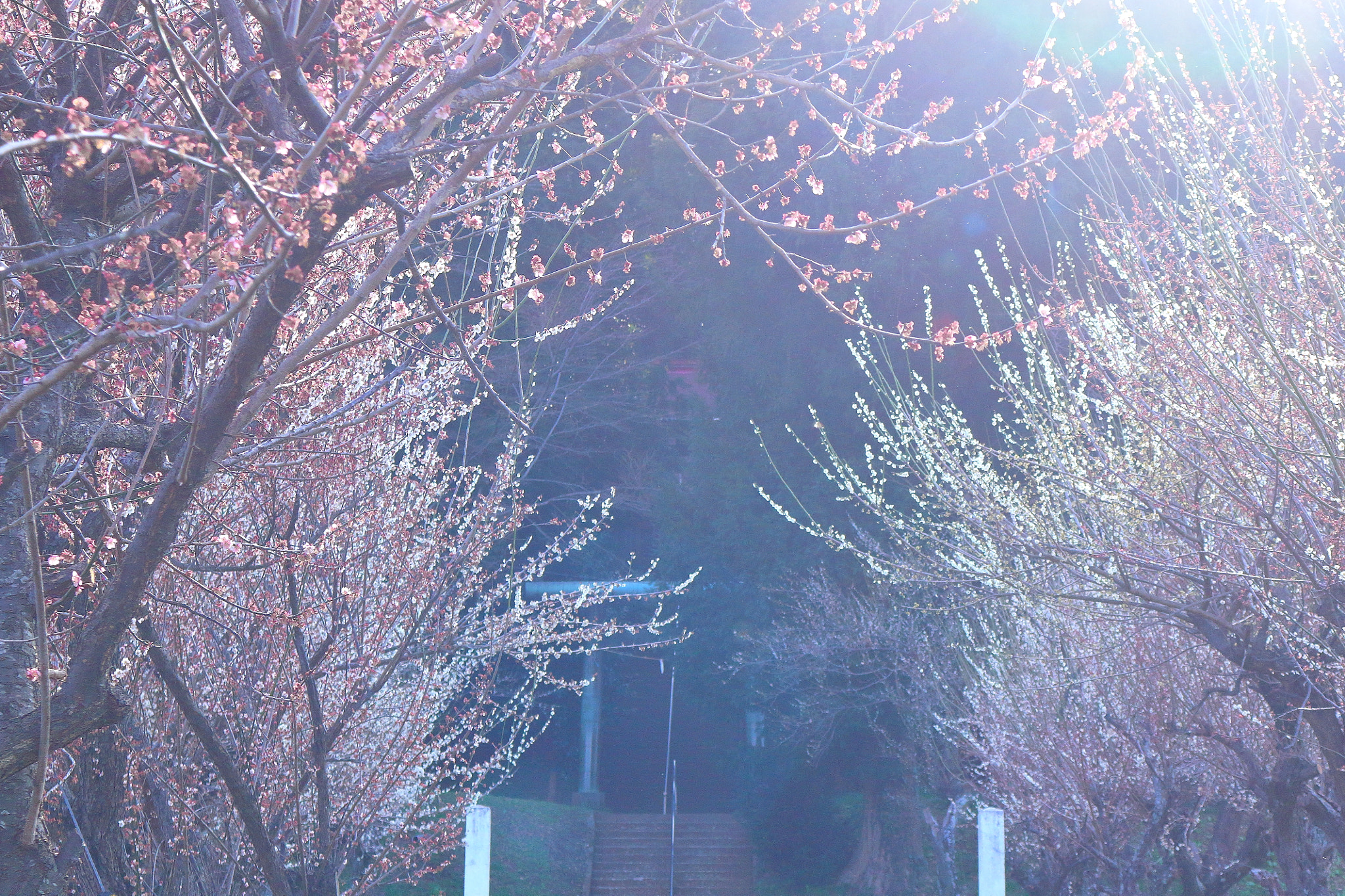 Canon EOS 100D (EOS Rebel SL1 / EOS Kiss X7) sample photo. Blue spring-青春 photography