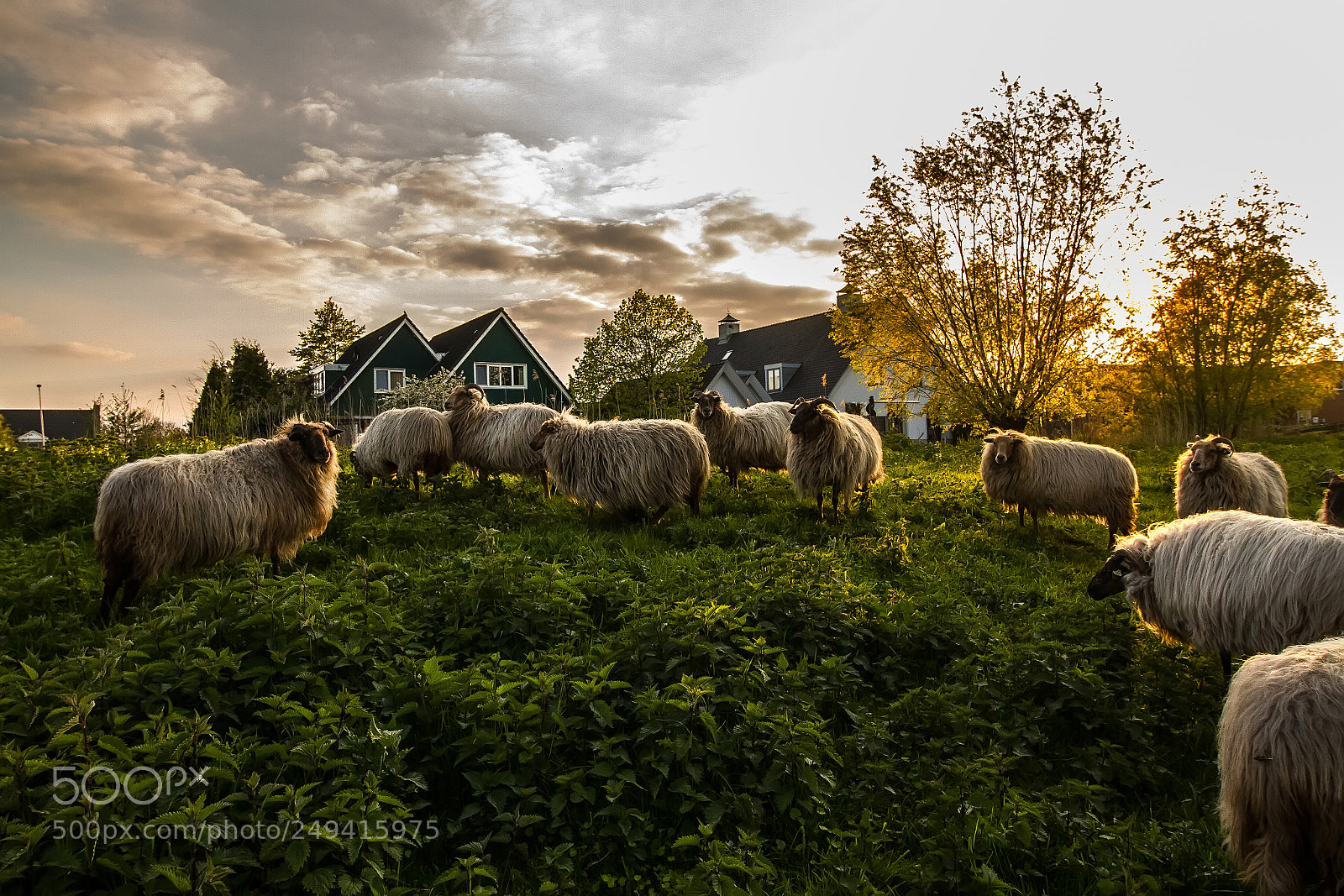 Canon EOS 7D sample photo. Sheep herd in sunset photography