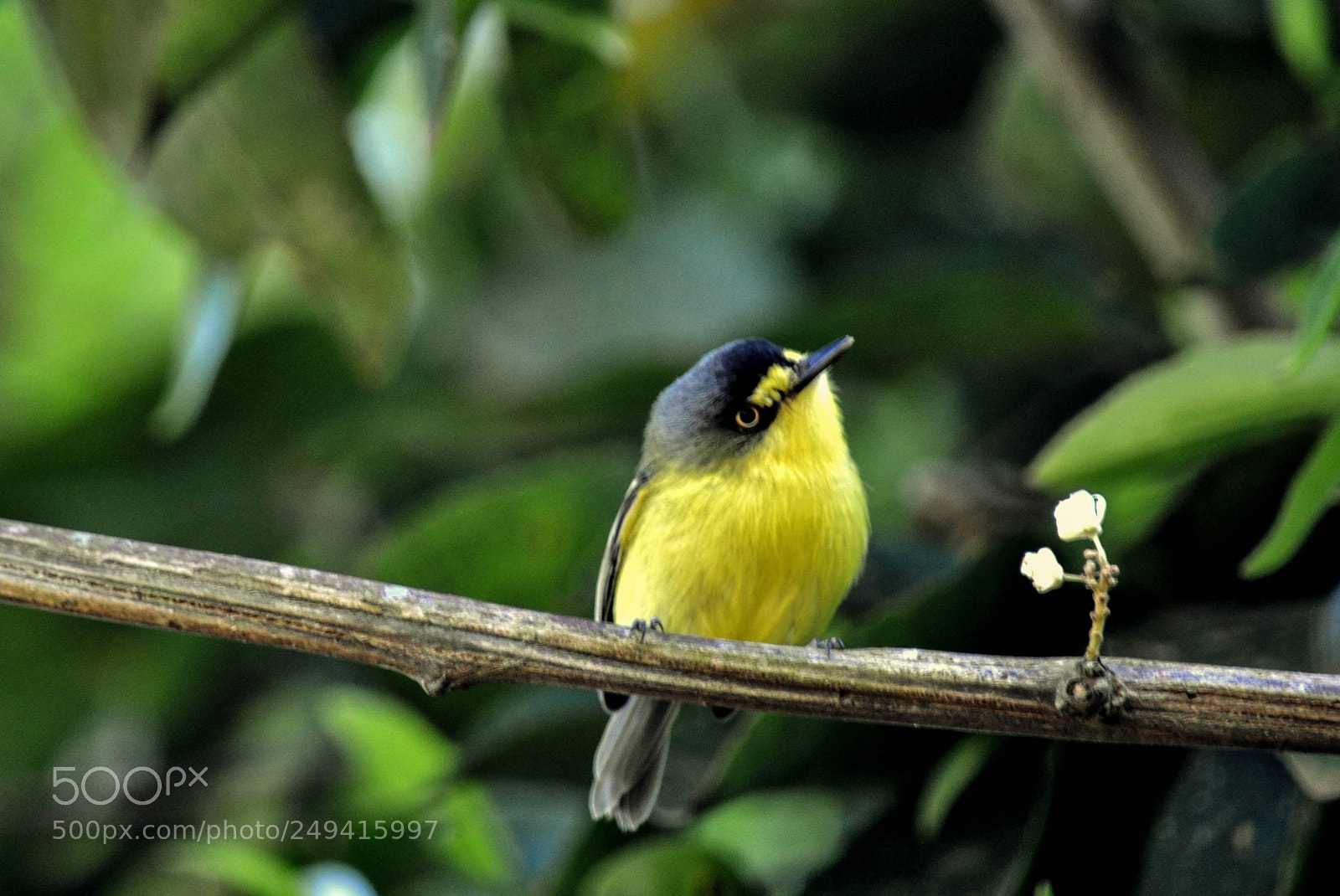 Nikon D5000 sample photo. Ferreirinho-relógio (todirostrum cinereum) photography