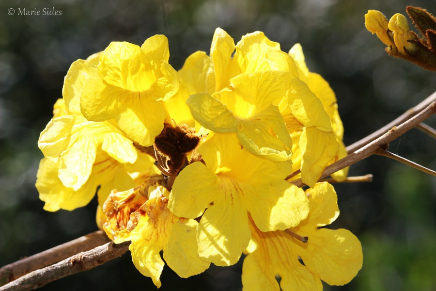 Canon EOS 100D (EOS Rebel SL1 / EOS Kiss X7) sample photo. Yellow flowers photography