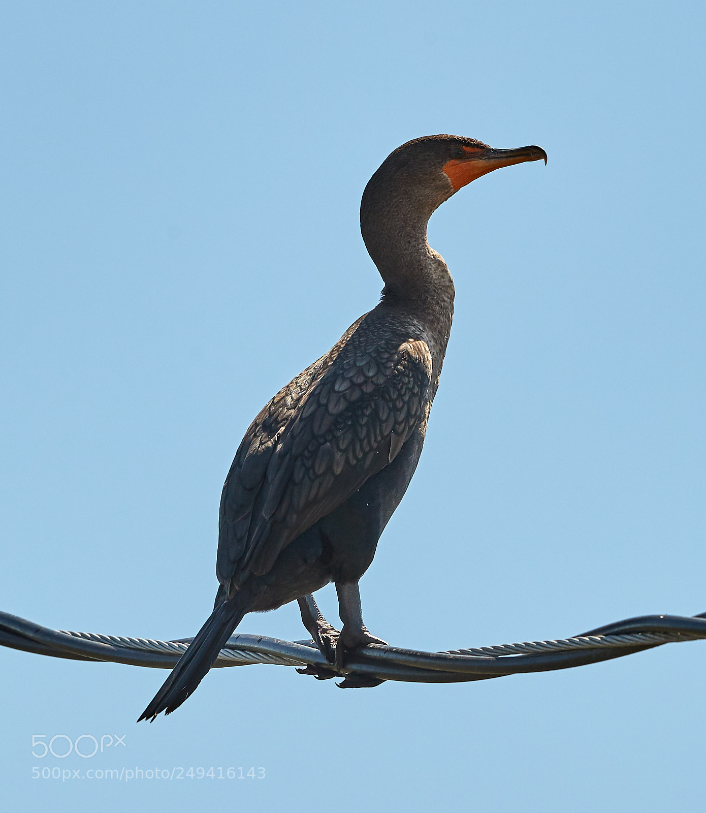 Canon EOS-1D X Mark II sample photo. 03-15-18-0007640.jpg photography