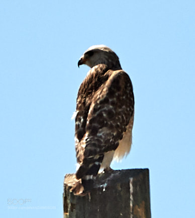 Canon EOS-1D X Mark II sample photo. 03-15-18-0007635.jpg photography