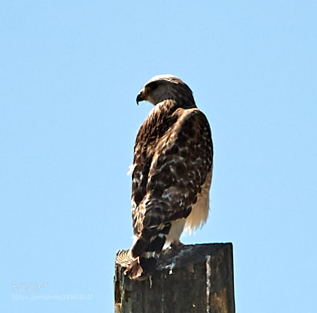 Canon EOS-1D X Mark II sample photo. 03-15-18-0007634.jpg photography