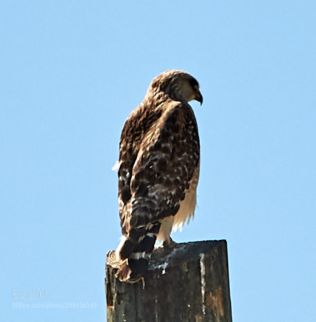 Canon EOS-1D X Mark II sample photo. 03-15-18-0007633.jpg photography