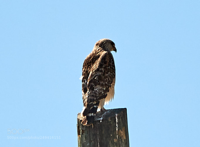 Canon EOS-1D X Mark II sample photo. 03-15-18-0007632.jpg photography
