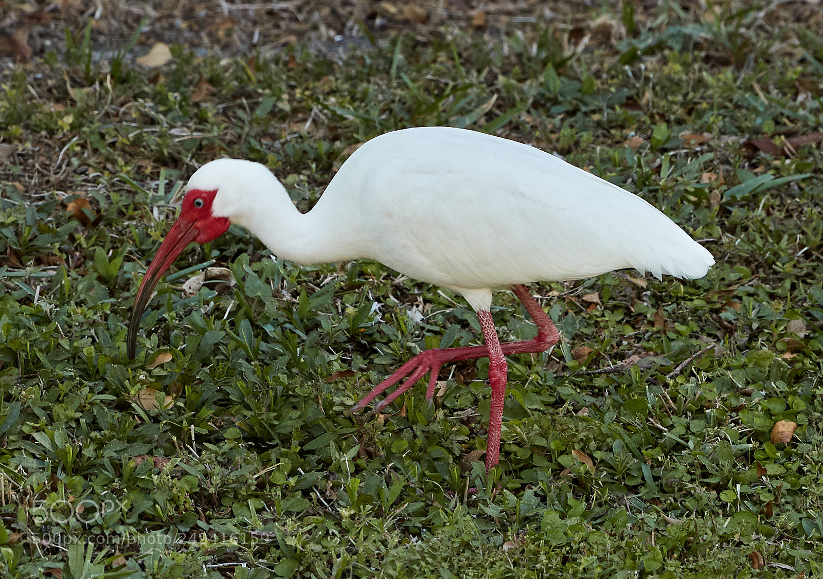 Canon EOS-1D X Mark II sample photo. 03-15-18-0007631.jpg photography