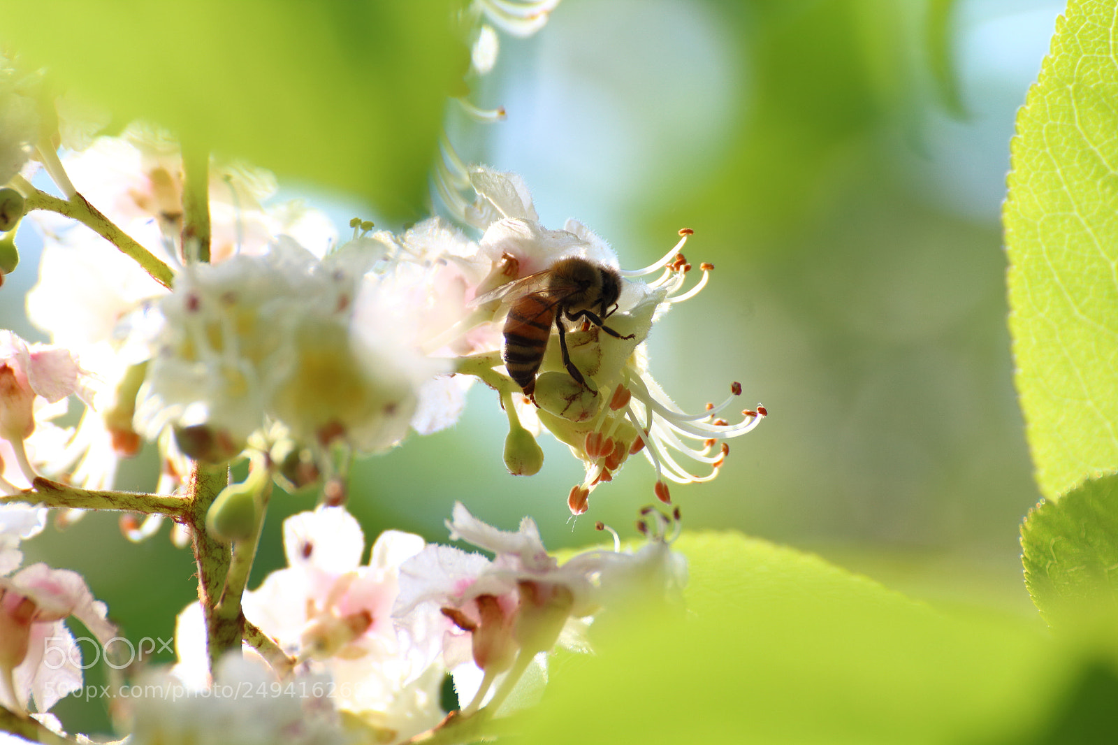 Canon EOS 1200D (EOS Rebel T5 / EOS Kiss X70 / EOS Hi) sample photo. Bumblebee pollinates plum blossoms photography