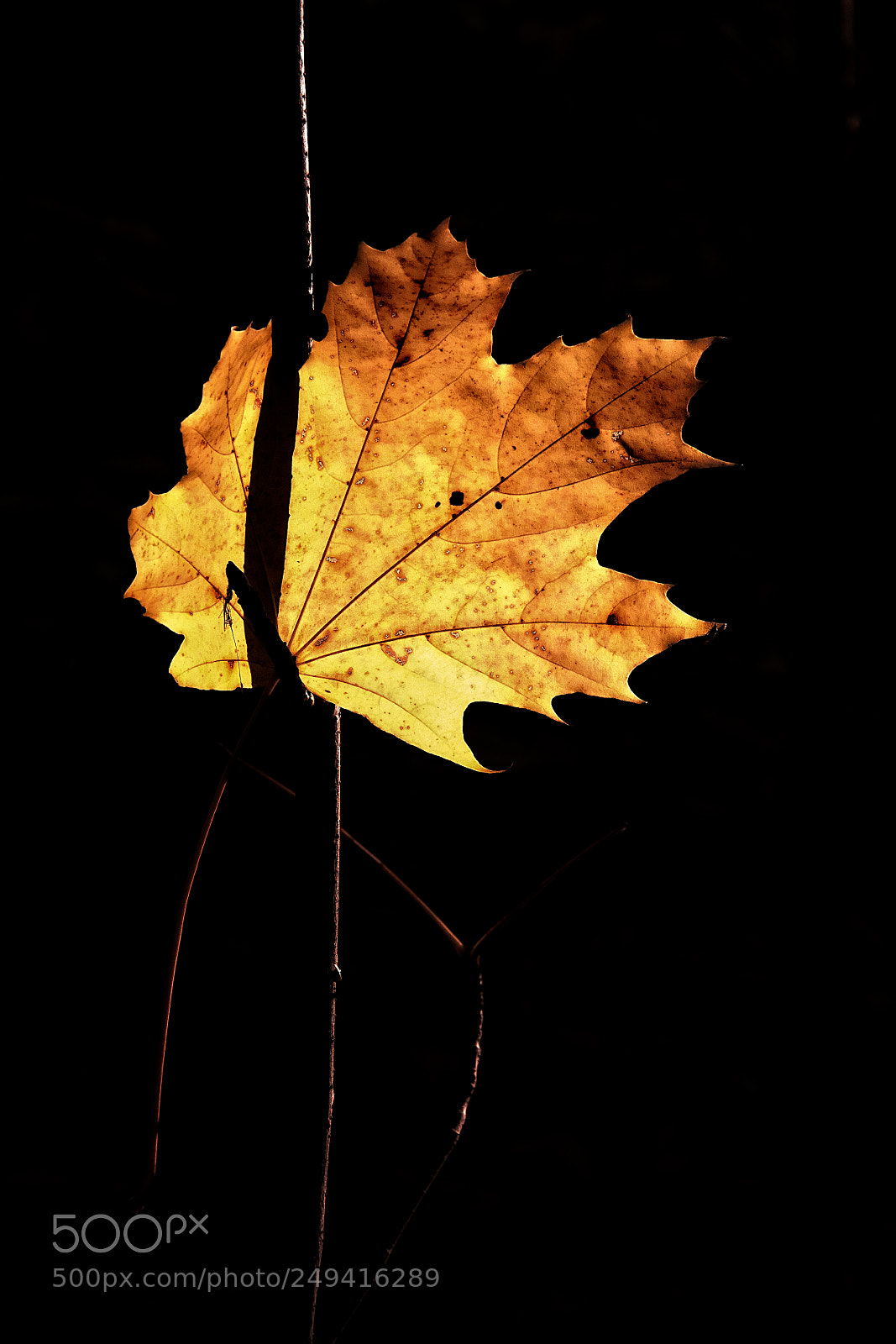 Canon EOS 40D sample photo. The lantern of the photography