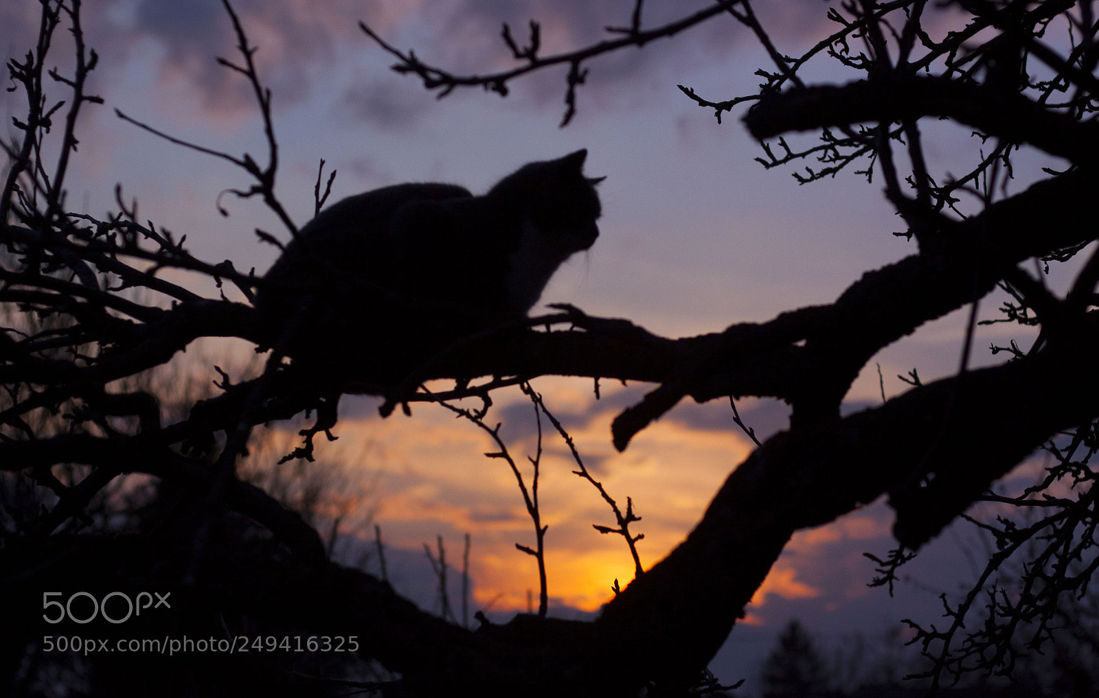 Canon EOS 50D sample photo. Viewpoint photography