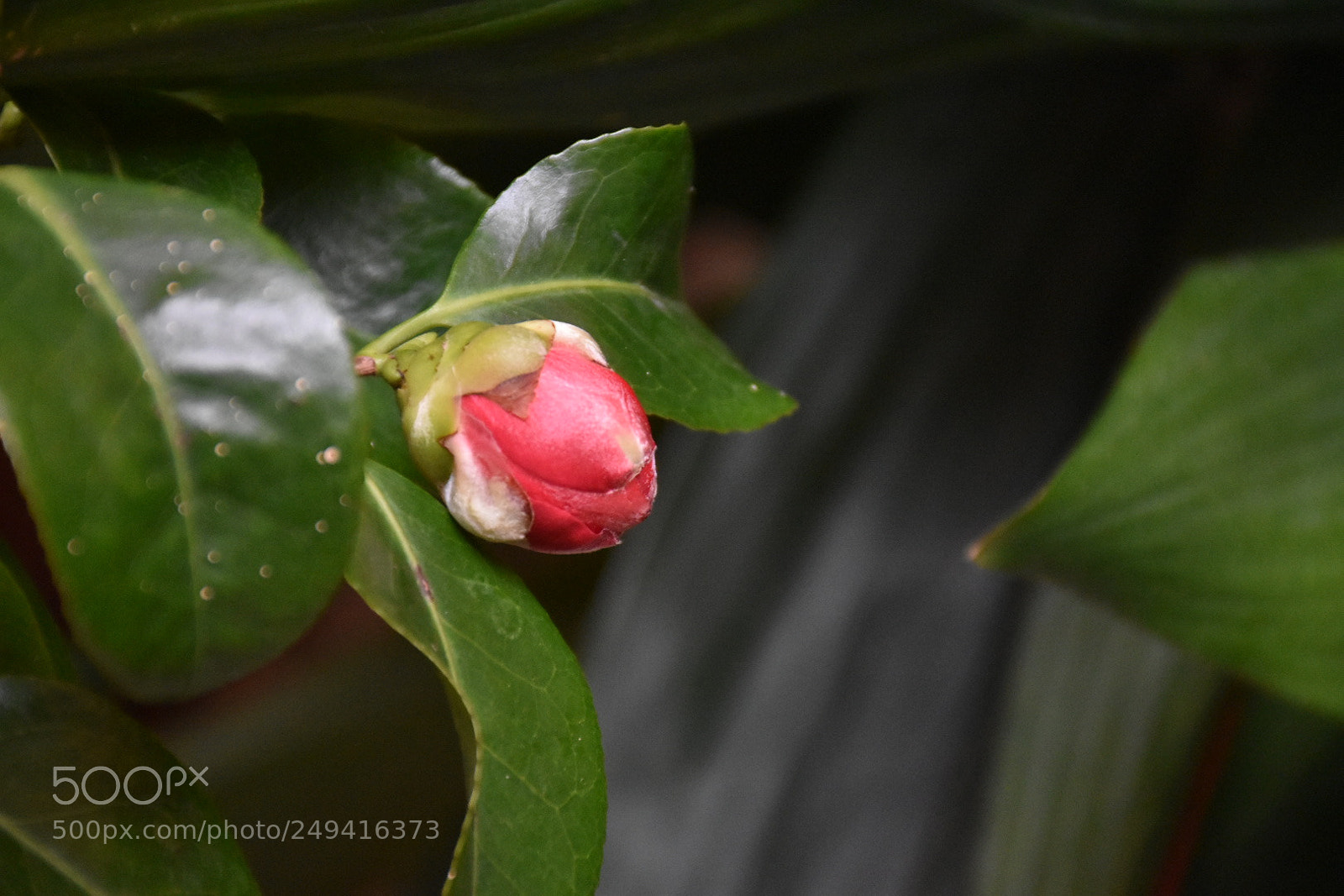 Nikon D5600 sample photo. Untitled photography