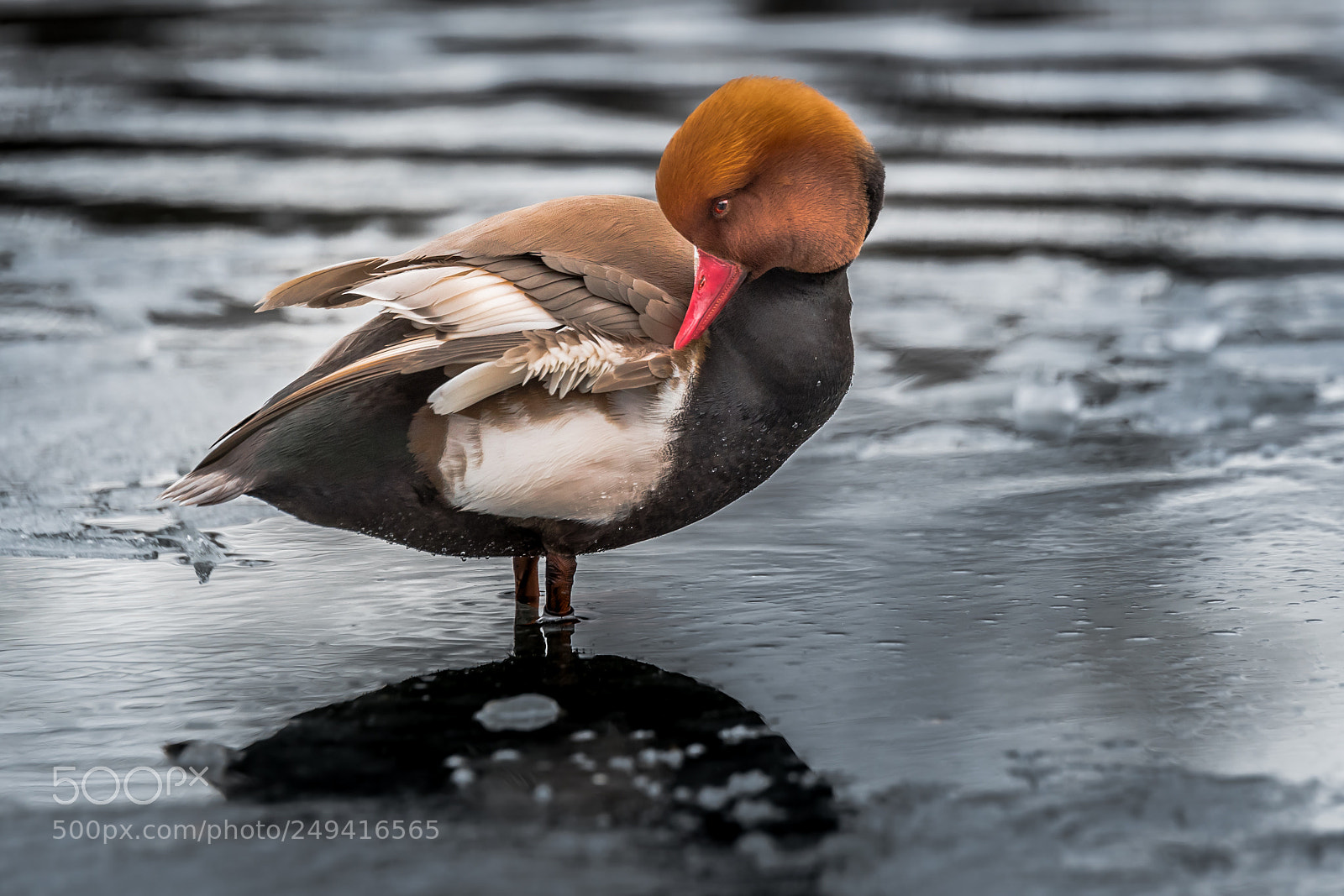 Nikon D500 sample photo. Red crested pochard photography