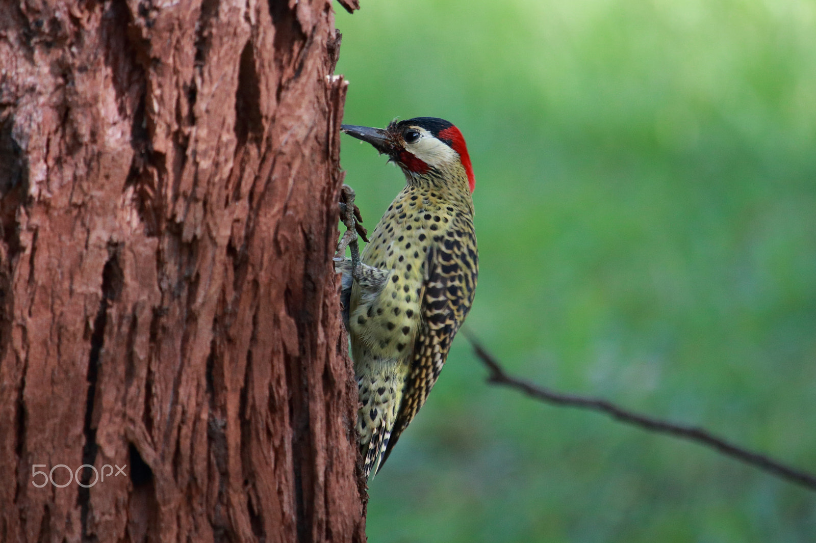 Canon EOS 80D + Canon EF-S 55-250mm F4-5.6 IS STM sample photo. Green-barred woodpecker photography