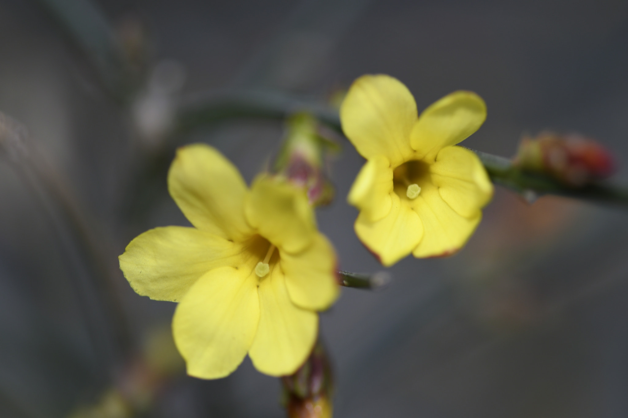 Nikon AF-S Micro-Nikkor 105mm F2.8G IF-ED VR sample photo. Golden jasmine photography