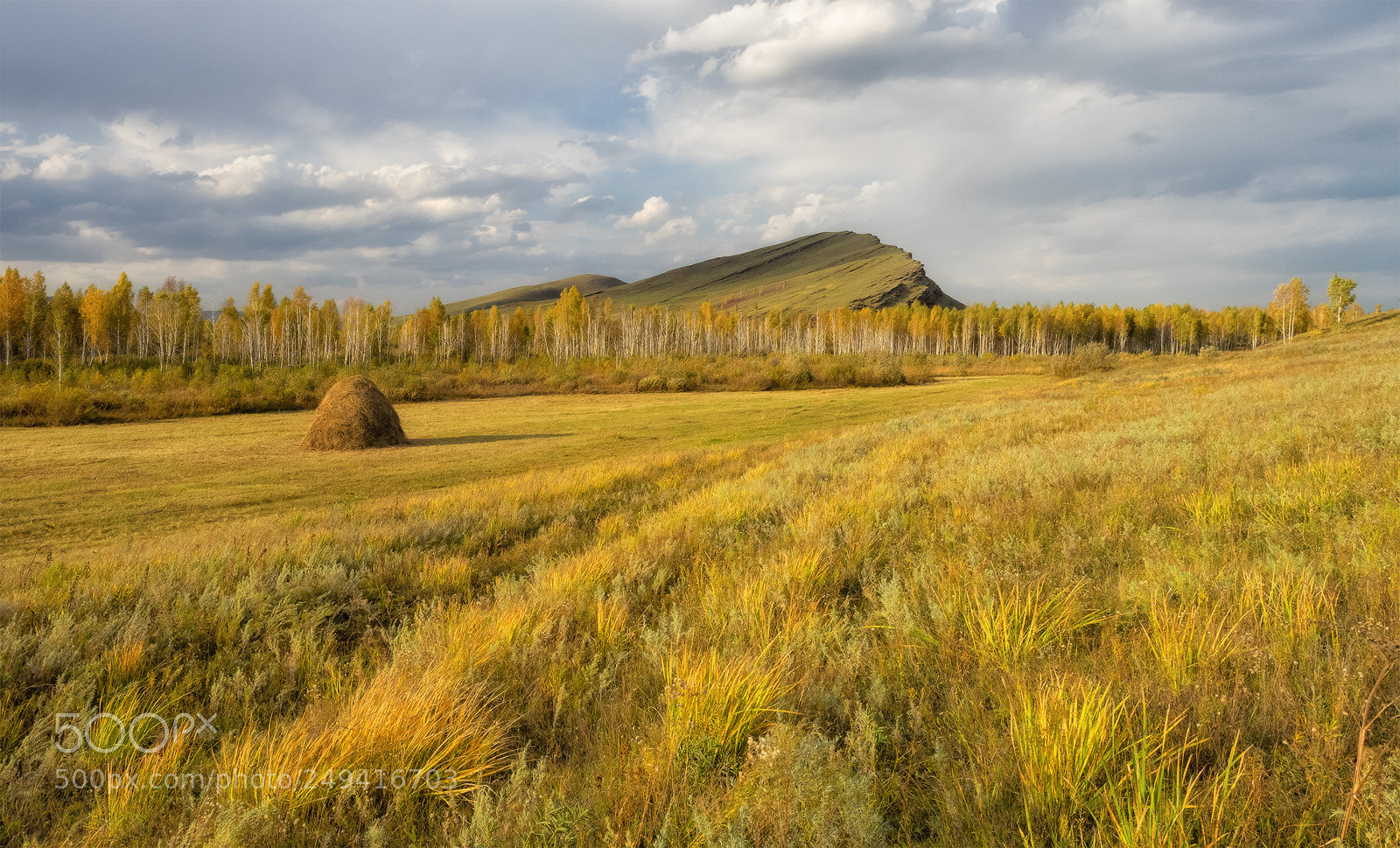 Olympus OM-D E-M1 sample photo. Golden expanses of photography