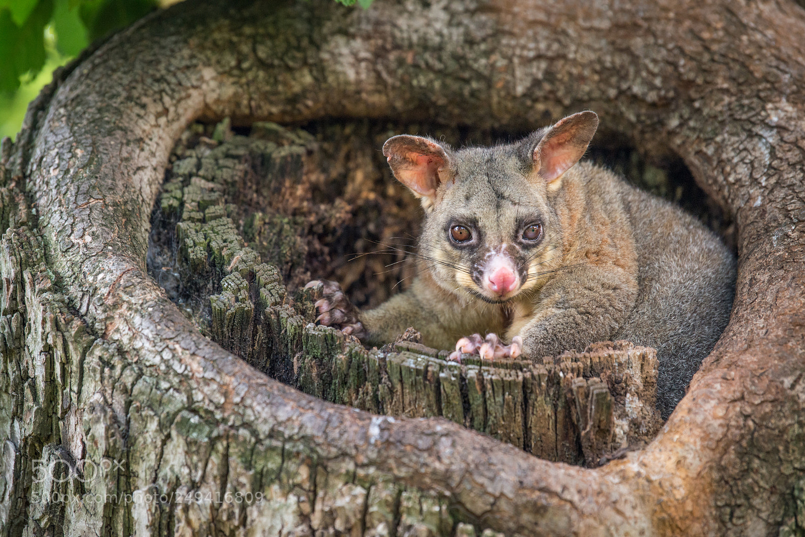 Nikon D600 sample photo. Opossum photography