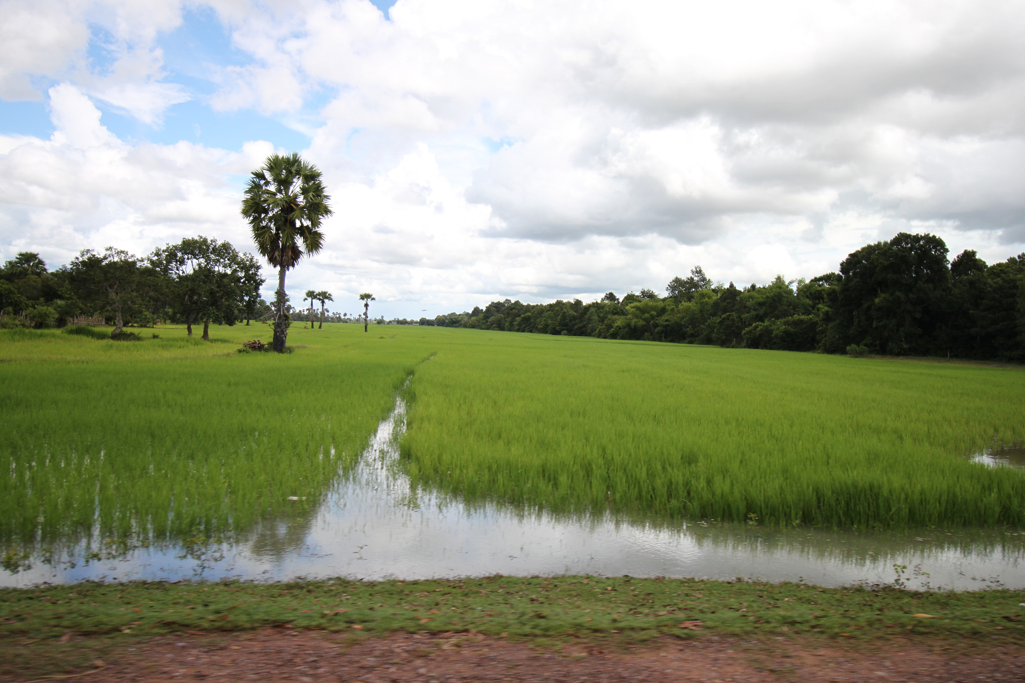 Canon EOS 500D (EOS Rebel T1i / EOS Kiss X3) sample photo. Rice field in cambodia photography