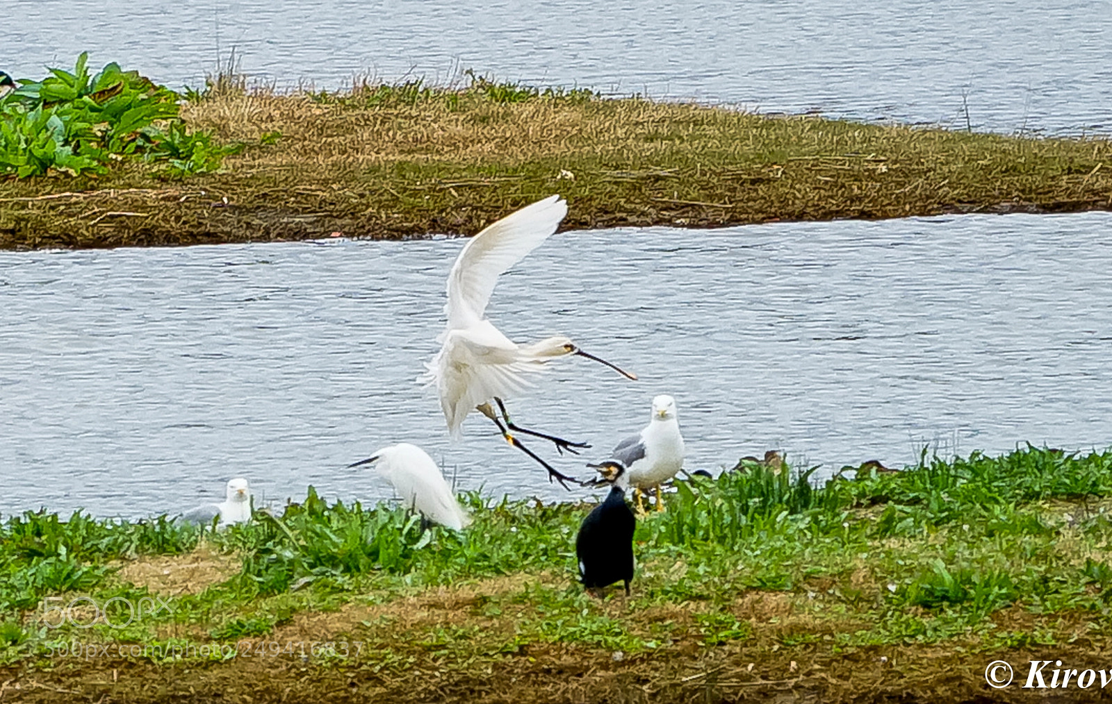 Sony a7 II sample photo. Spoonbill 1 photography