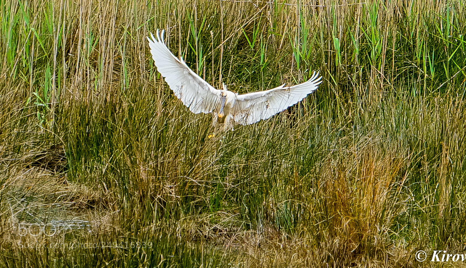 Sony a7 II sample photo. Spoonbill 2 photography