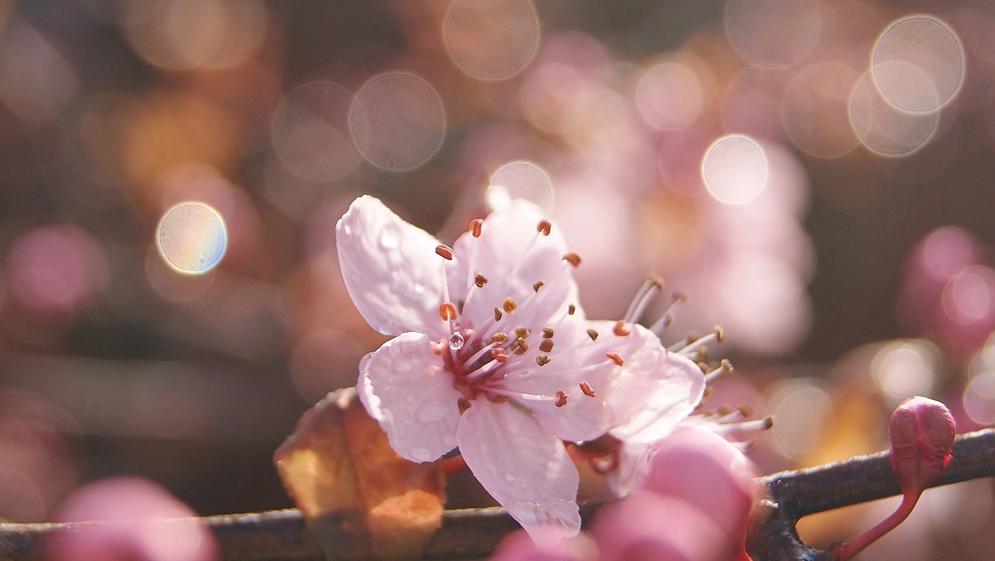 Sony Alpha DSLR-A380 sample photo. Spring rain & bokeh ... photography
