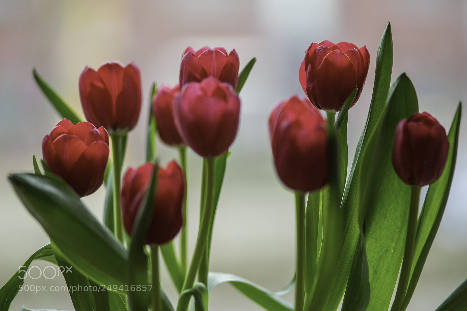 Sony a7 II sample photo. Dutch tulips photography