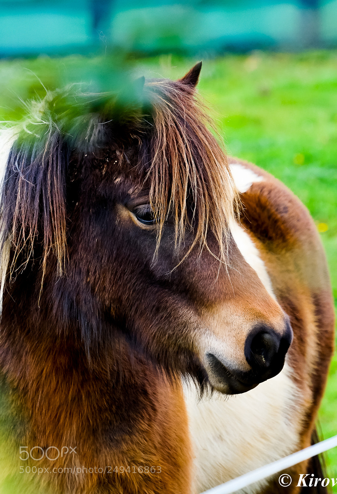 Sony a7 II sample photo. Pony photography
