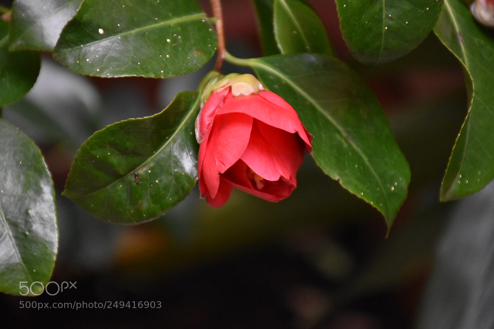 Nikon D5600 sample photo. Untitled photography