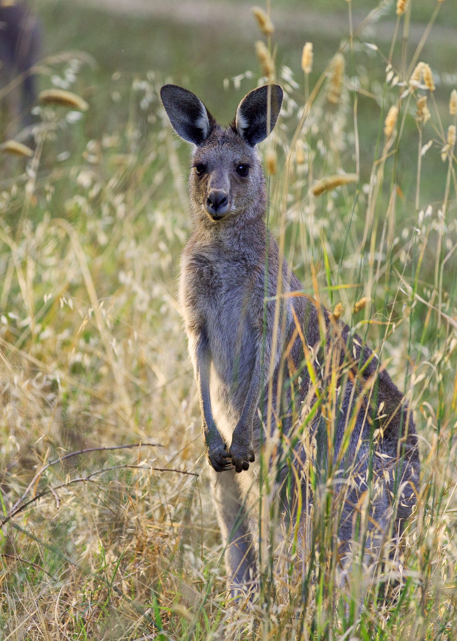 Canon EOS-1D C sample photo. Kangaroo at jerrabomberra wetlands photography